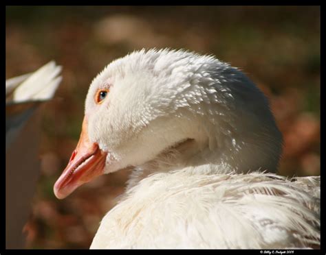 White Chinese Geese These Are Our Pet White Chinese Geese Flickr