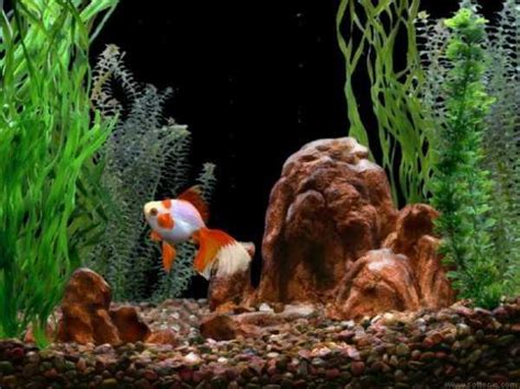 50 Animated Goldfish Wallpapers And Screensaver WallpaperSafari