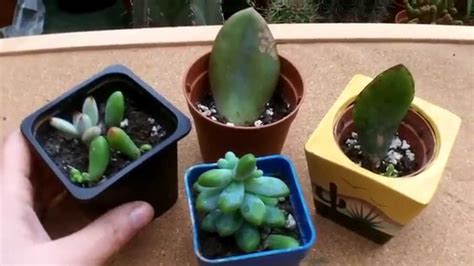 How To Propagate Succulents The Easy Way Youtube