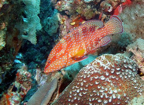 Coral Rock Cod Cephalopholis Miniata Marineexplorer