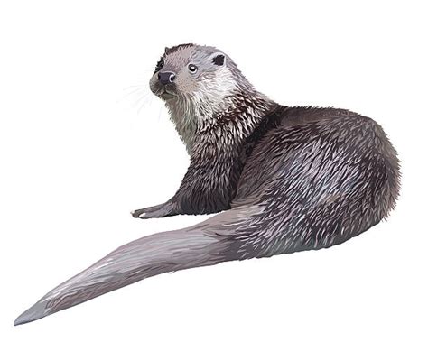 River Otter Clip Art Vector Images And Illustrations Istock