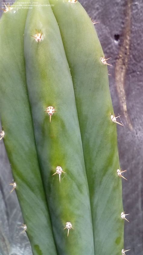 Cactus Plant Identification