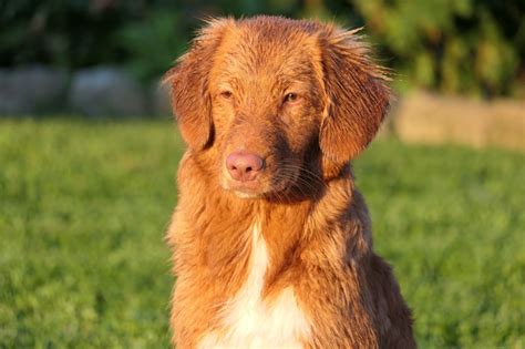 Chien Retriever De La Nouvelle Ecosse Schweppes Des Couleurs Pastel