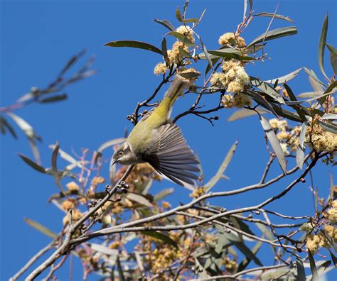 Bird Of The Month Brown Headed Honeyeater Connecting Country