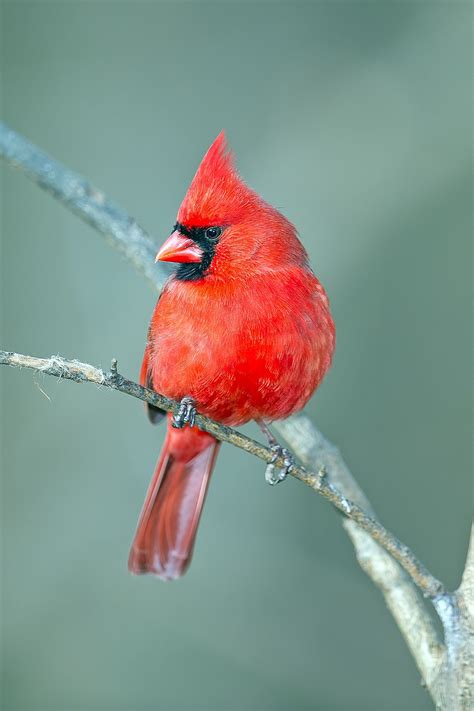 Northern Cardinal Male | Nature birds, Cardinal birds, Bird pictures