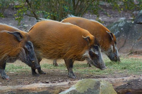 Red River Hogs Habitat | North Carolina Zoo