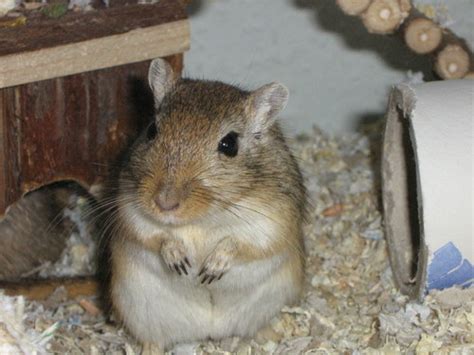 Gerbils Gerbils Photo 9610269 Fanpop