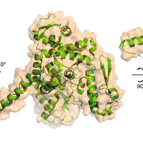 Structural Model Of E3 Ubiquitin Ligase Complex CUL4 DDB ROC1 Protein