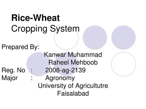 Ppt Rice Wheat Cropping System Powerpoint Presentation Free Download Id4780030