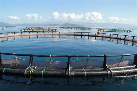 Marine aquaculture needs to transcend boundaries, integrate with tourism – Vietnam Fisheries ...