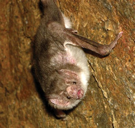 Vampire bat | Behavior, Diet & Adaptations | Britannica