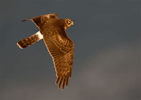 New Mexico Birds: Marsh Hawk: Northern Harrier