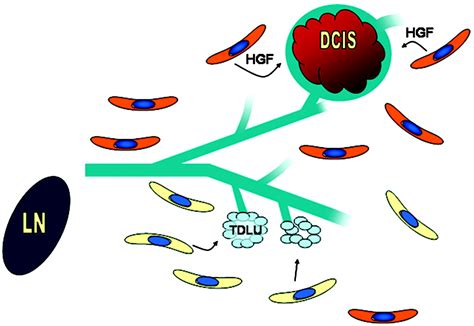 Stromal Fibroblasts Influence Human Mammary Epithelial Cell