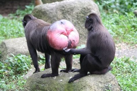 Baboon Vagina Imgur