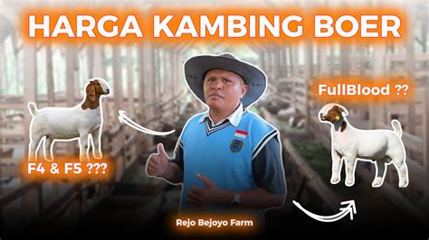 Harga Kambing Boer Fullblood F F Rejo Bejoyo Farm Youtube