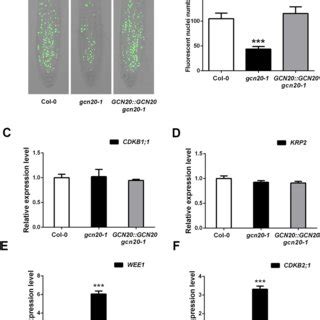 The Mutation In GCN20 Results In Cell Cycle Arrest At G2 M Phase A