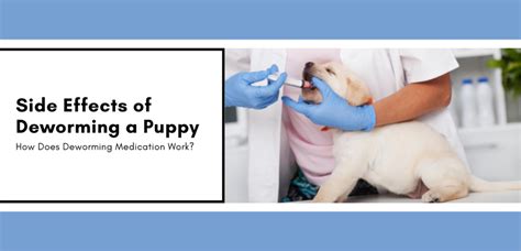 Side Effects of Deworming a Puppy | Causes and Precautions