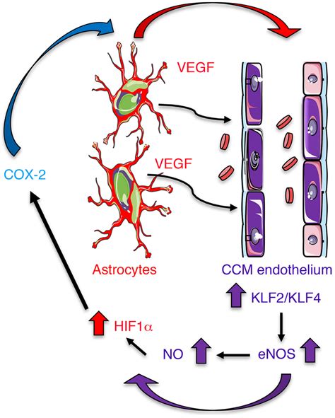 Astrocytes Integrate A Circuit Of Neurovascular Dysfunction During Ccm