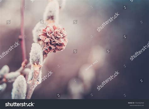 Branch Pussy Willow Blue Tones Palm Stock Photo 1032562933 Shutterstock