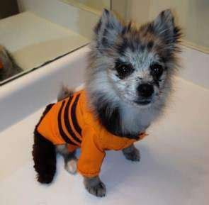 Halloween Poms | Pomeranian Costumes