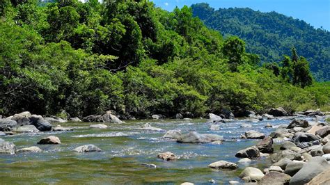 Calming Mountain Stream Sound Peaceful Birds Chirping In The Amazon