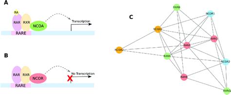 Rar Rxr Pathway Is An Example Of Wgd Importance A In Presence Of