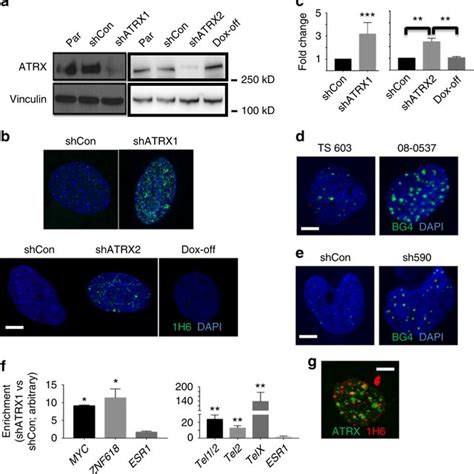 Atrx Deficiency Promotes G Formation A Western Blots For Atrx In