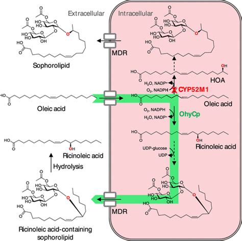 Heterologous Synthesis And Secretion Of Ricinoleic Acid In Starmerella