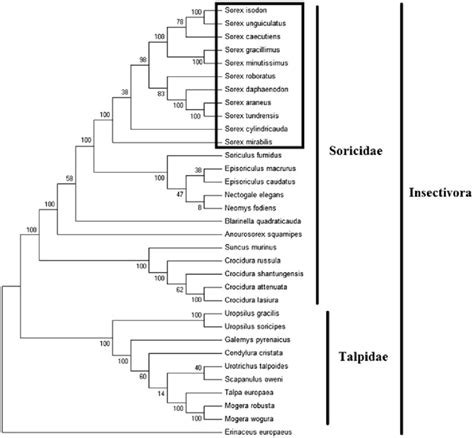 Phylogenetic Tree Generated Using The Maximum Parsimony Method Based On