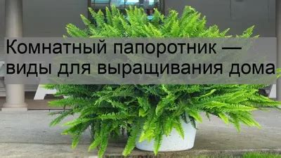 Папоротник комнатный виды фото - 85 картинок