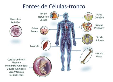 Células Tronco Ccb