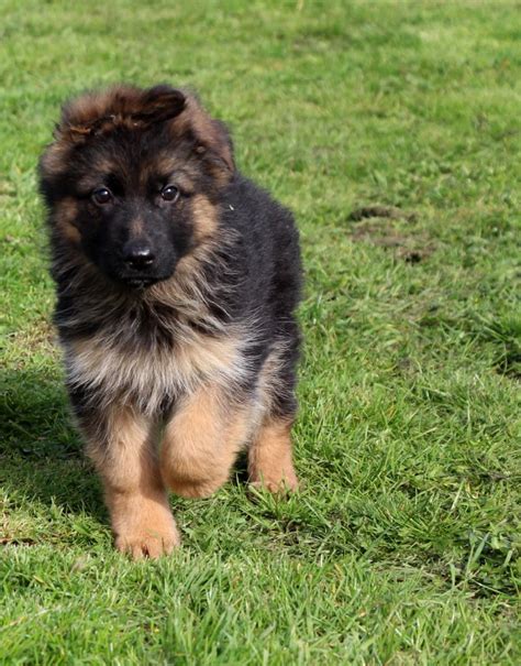 Chiot Elevage Des Trois Lieux Eleveur De Chiens Berger Allemand