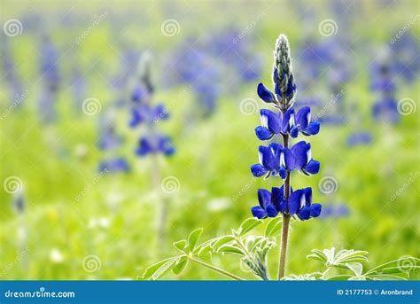 Blue Lupin flowers stock image. Image of sprigtime, field - 2177753