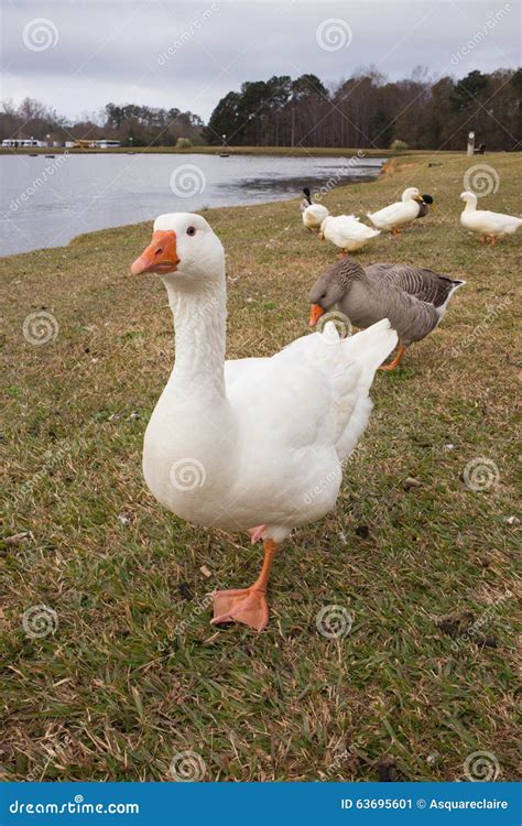 White Swangreylag Goose Posing For Camera At Park Stock Image Image