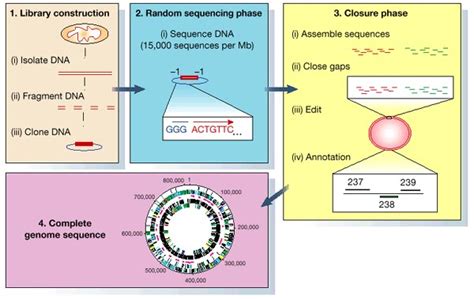 Diagram Depicting The Steps In A Whole Genome Shotgun Sequencing