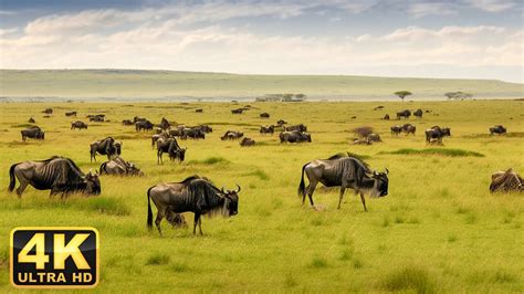 K African Wildlife Waza National Park Cameroon Scenic Wildlife