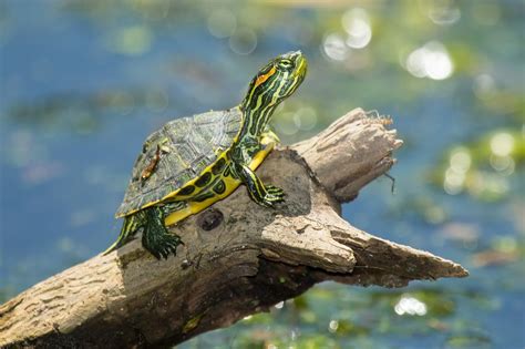 Can Red Eared Sliders Breathe Underwater Fascinating Facts About The