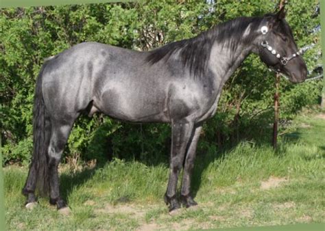 Blue Roan Quarter Horse 2007 | Horses, Stallion horses, Horse world