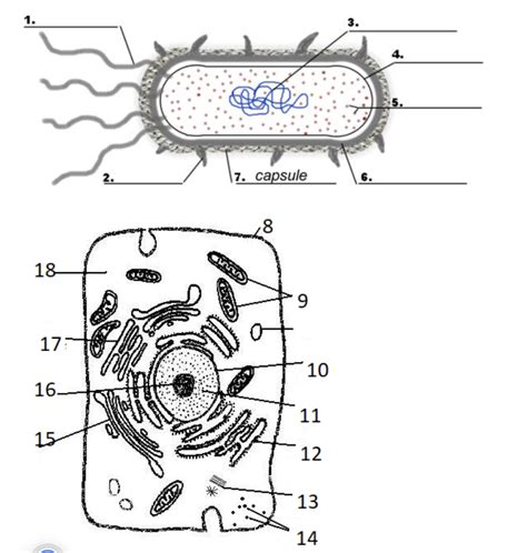 Prokaryotic Cells Diagram Labeled