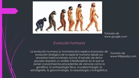 Kevin Sisa Gutierrez Evolucion Del Hombre 1001 Ppt Descarga Gratuita