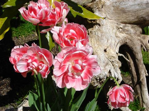 Angelique Tulips And Beach Driftwood In Chris Garden