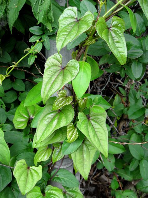 Dioscorea Batatas Chinese Yam