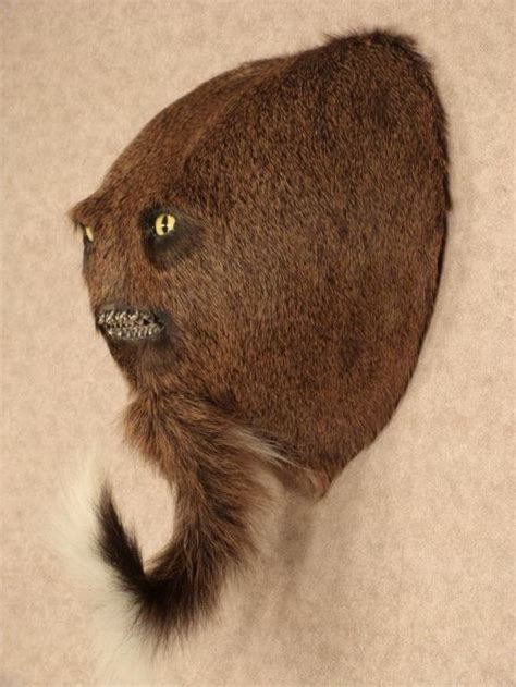 Taxidermy Gets Taken To A Whole New Level Of Creepy (4 pics)