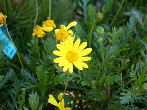 Euryops Pectinatus Viridis