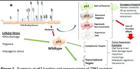 Figure 2 from TP53 as a Biomarker in Head and Neck Squamous Cell Carcinoma | Semantic Scholar