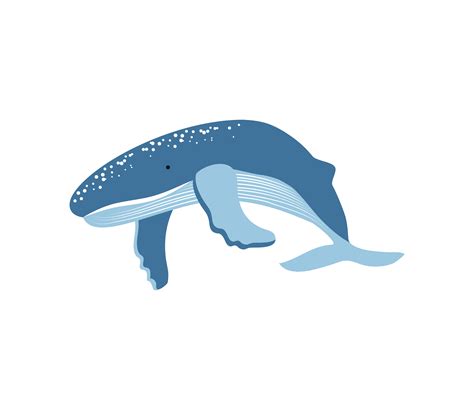 Blue Whale Vector