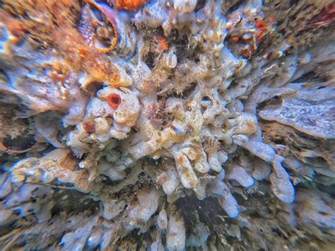 carpet sea squirt   manzanillo  mexico  april