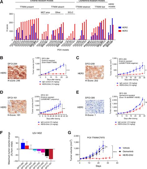 Pdf Egfr Inhibition Enhances The Cellular Uptake And Antitumor