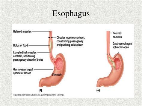 The Esophagus Human Anatomy Picture Function