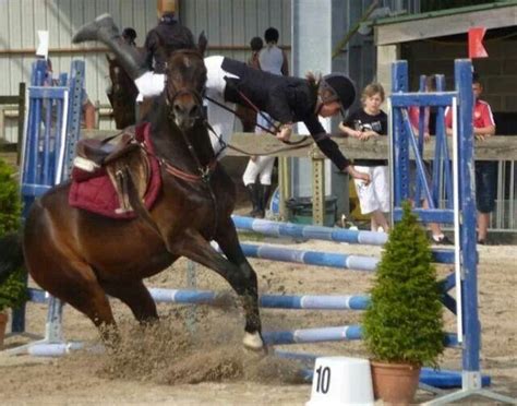 10 Best images about Horse fails on Pinterest | White horses, Senses ...